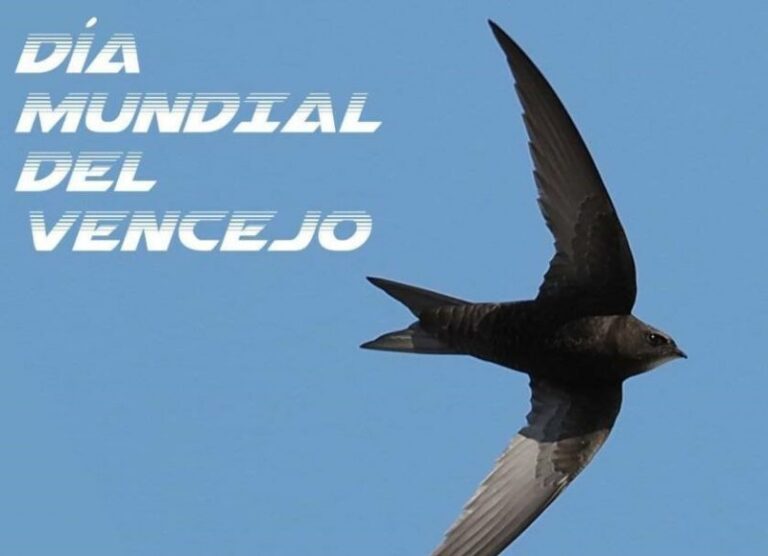 Día Mundial del Vencejo 2023