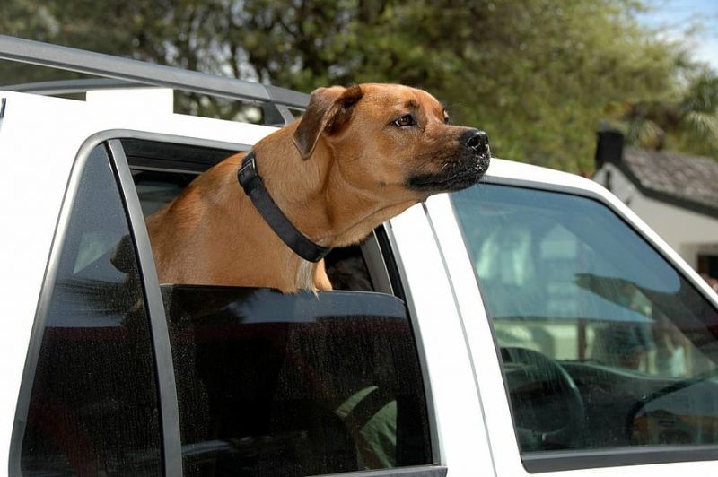 dog cute pet pup e1687188577311