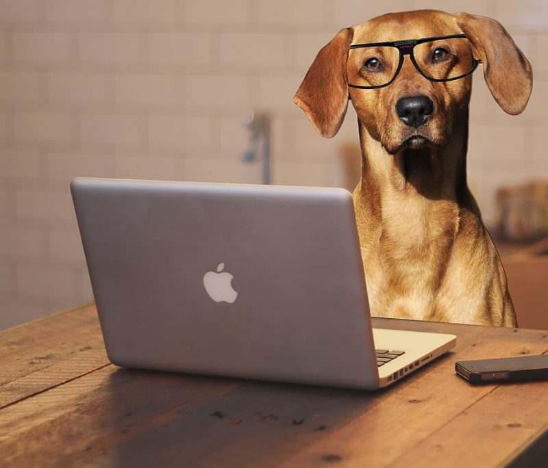 dog laptop computer glasses e1687188598506