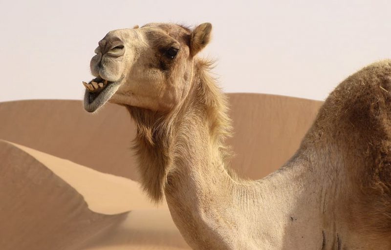 Día Mundial de los Camellos 2023