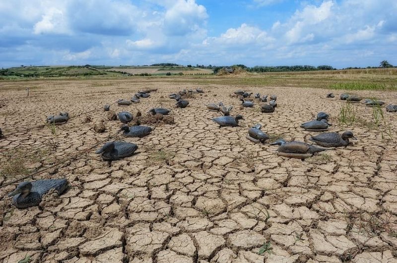 Restauramos la naturaleza en la UE o todo se va a pique