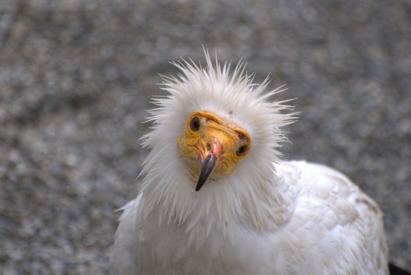 No a los vertederos, SI a los alimoches