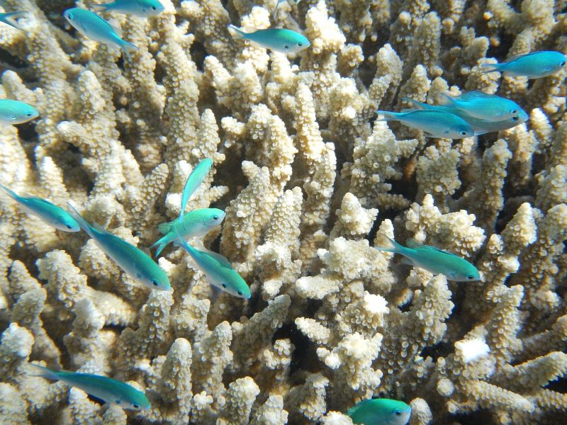 Cómo los arrecifes de coral podrían sobrevivir al cambio climático