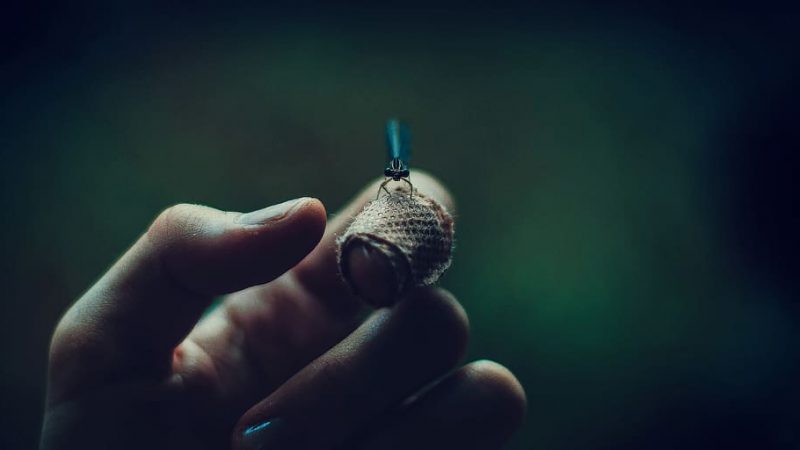 La contaminación lumínica deslumbra’ a las luciérnagas