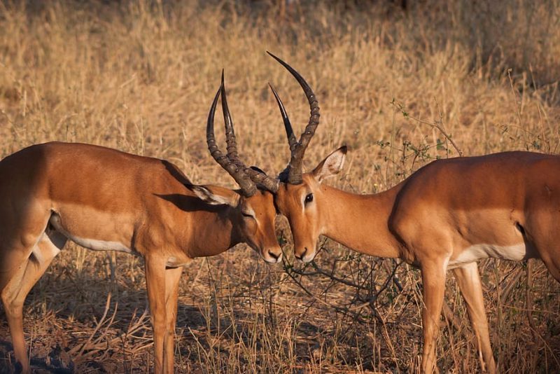 Repuesta de los antílopes al calentamiento global