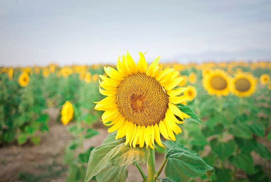  UE: plan de seguridad alimentaria y más recursos para agricultores