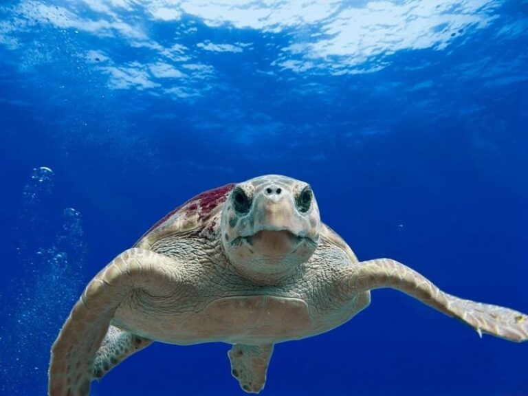 Día Mundial de las Tortugas Marinas 2023