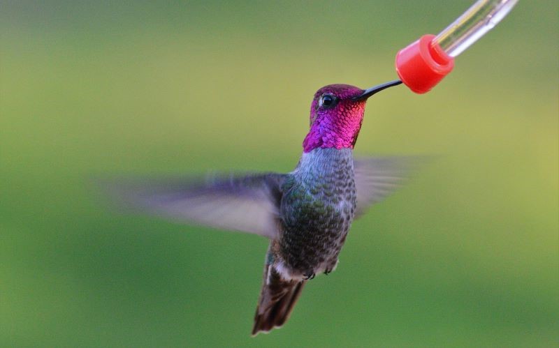 ¿Los colibríes son alcohólicos?