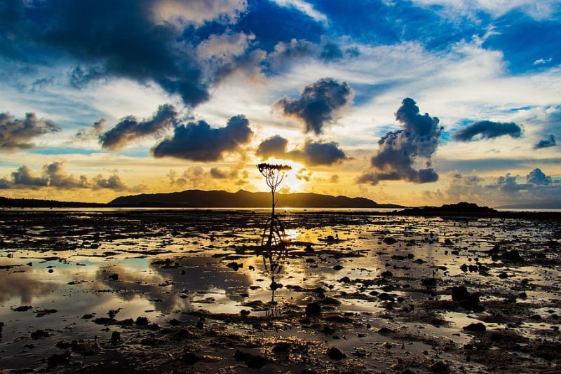 Manglares: solución climática, ecosistémica y motor económico