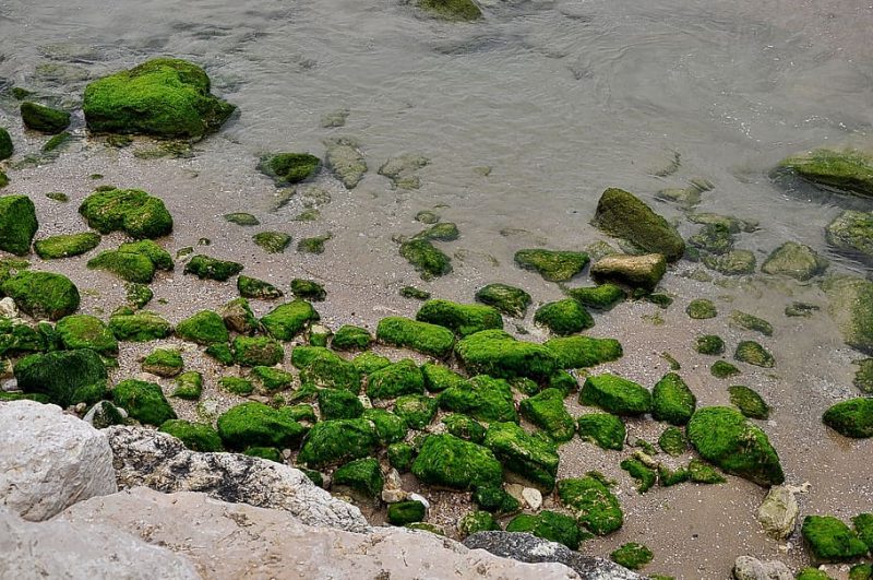 Recuperación de bosques submarinos ofrece esperanzas globales