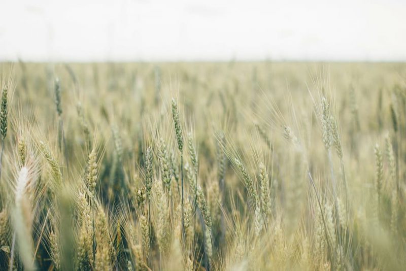 ¿La agricultura puede ser cero emisiones?