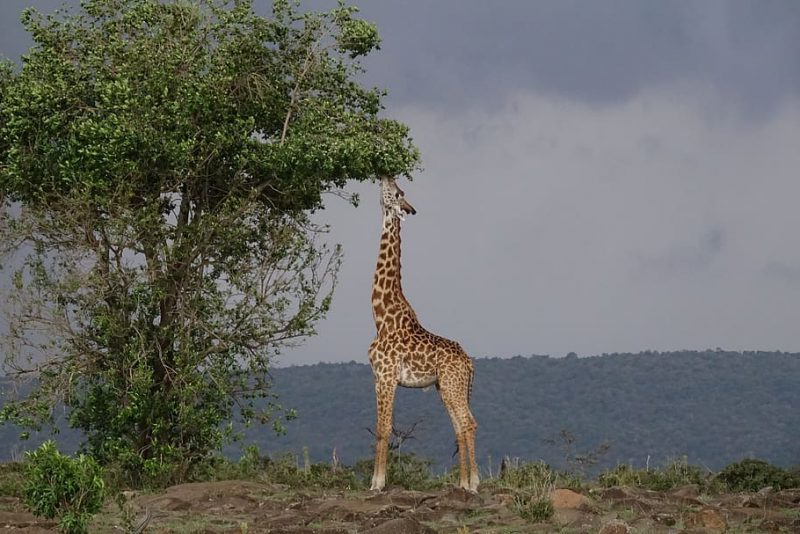 Día Mundial de la Jirafa 2023