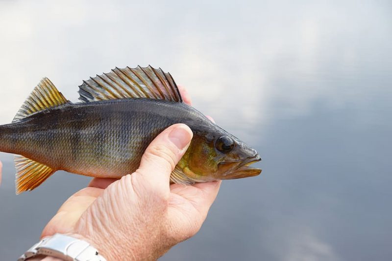 perch fish water freshwater fish e1686212101878