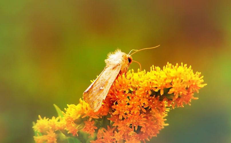 Además de a las abejas, hay que salvar a las polillas