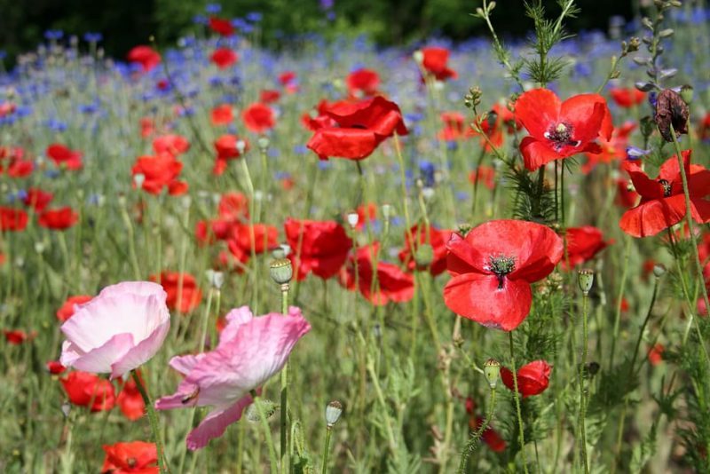 Primavera de 2023: cálida y seca