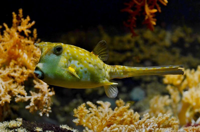 El calentamiento global matará a los corales del mundo