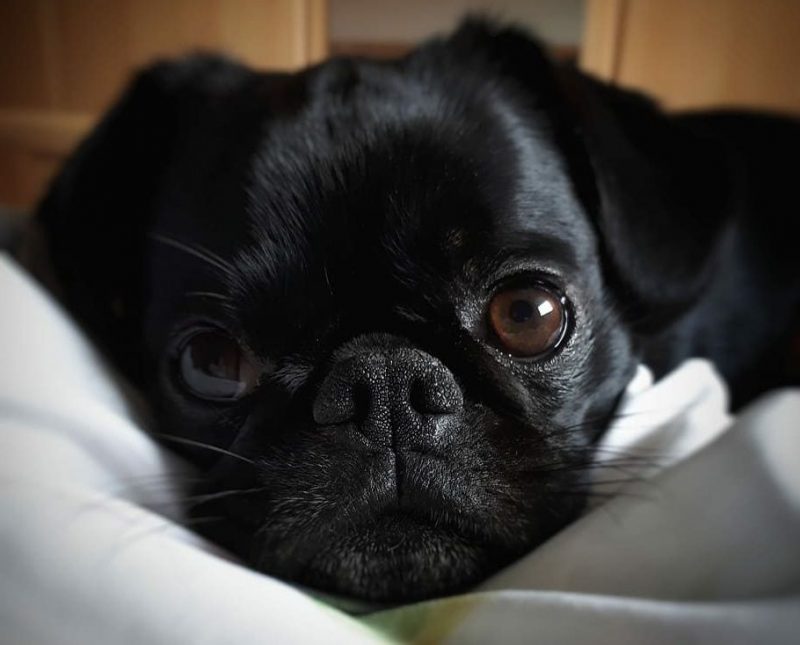 ¿Por qué son populares los perros con enfermedades innatas?