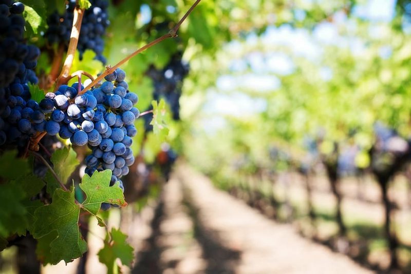 Secanos Vivos promueve la rentabilidad de cereales y viñedos