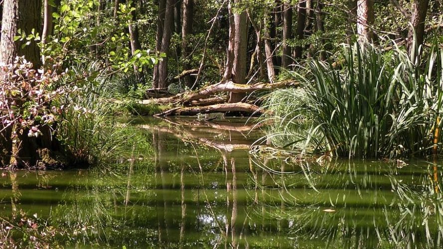 Día Internacional de los Bosques Tropicales 2023