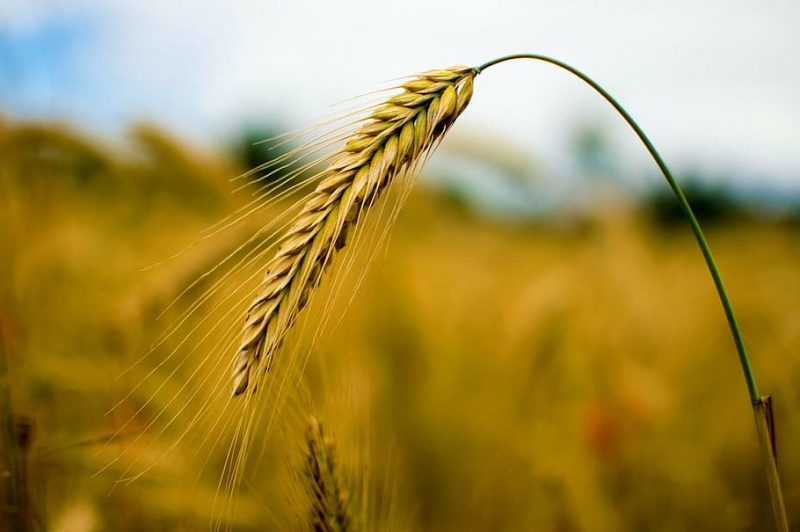 El calentamiento global podría afectar al trigo mundial