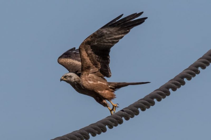 La Ciencia alerta de la urgencia de conservar Doñana