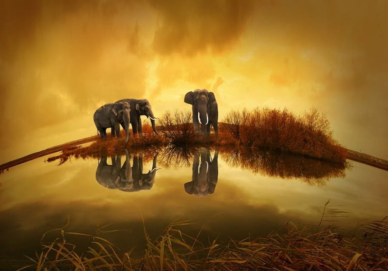 El ocaso de los gigantes africanos