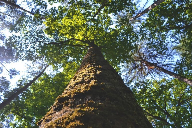 Día Mundial de los Árboles 2023