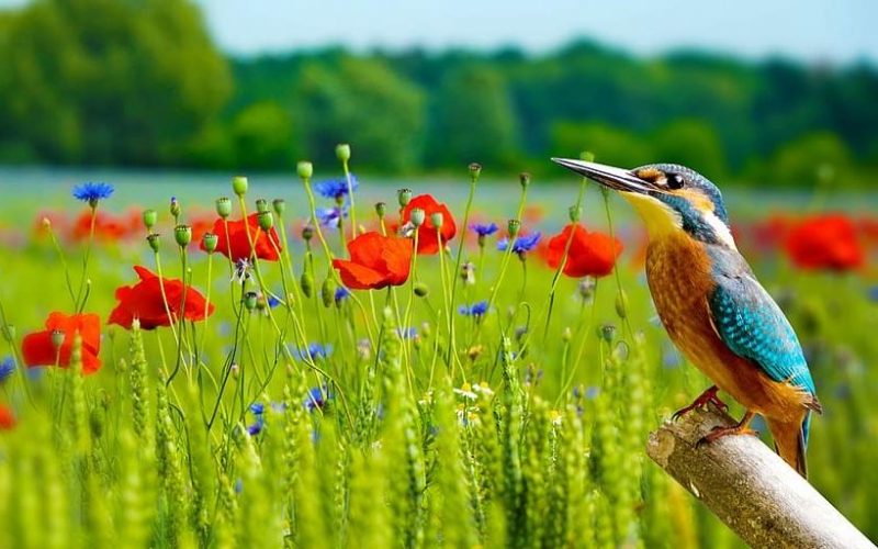 Debemos proteger, preservar y multiplicar los parques naturales