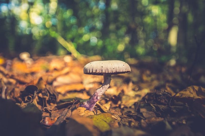 Los hongos ‘lidian’ con nuestro CO2