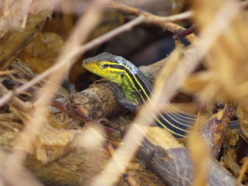 Podemos rastrear el origen de los mamíferos desde los peces