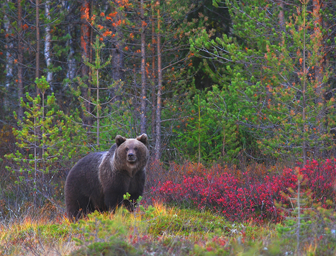 Cambios hormonales en osos pardos por contaminación ambiental