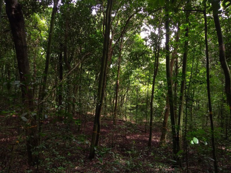 En peligro ecosistemas argentinos hasta ahora poco amenazados