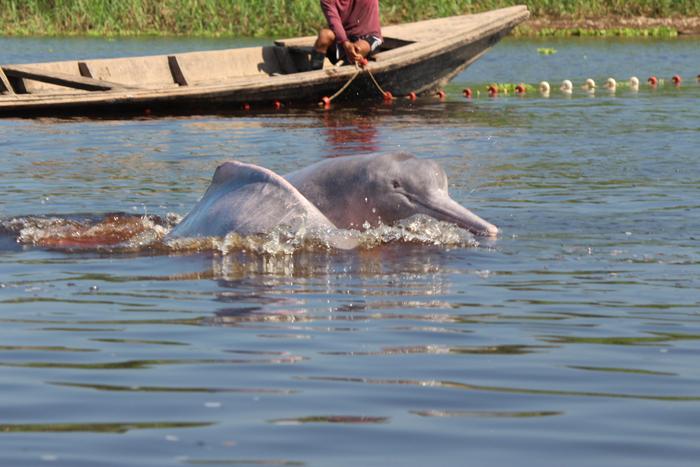 Perú: Delfines del Amazonas están en riesgo por la pesca