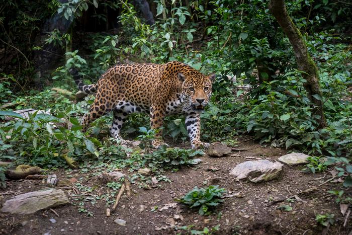 Los reclusos en Bolivia comercian con pieles de jaguar