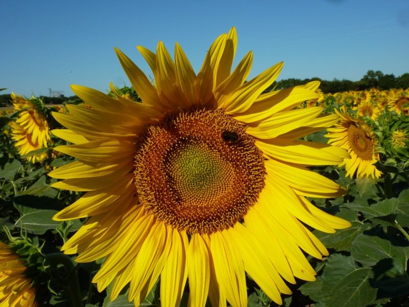 Agricultura intensiva: ¿conservar la biodiversidad no es rentable?