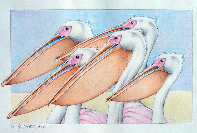 Argentina: Ejemplar fósil de pelícano