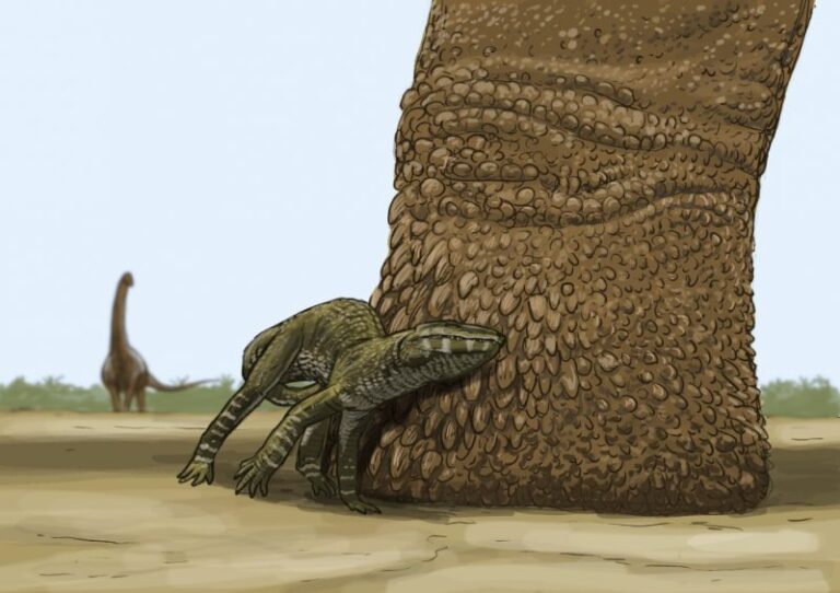 Argentina: Huellas de dinosaurios de 95 millones de años
