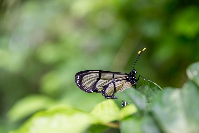 ¿Qué dice el PE de la Ley de Restauración de la Naturaleza?