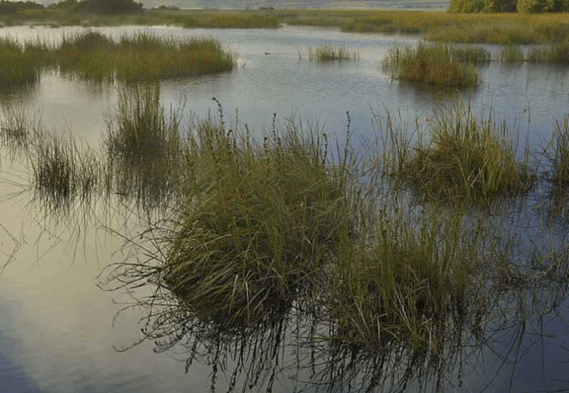 WWF en defensa de las tablas de Daimiel