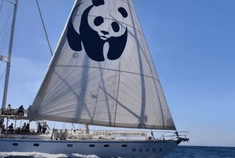¿Qué es la campaña Blue Panda de WWF?
