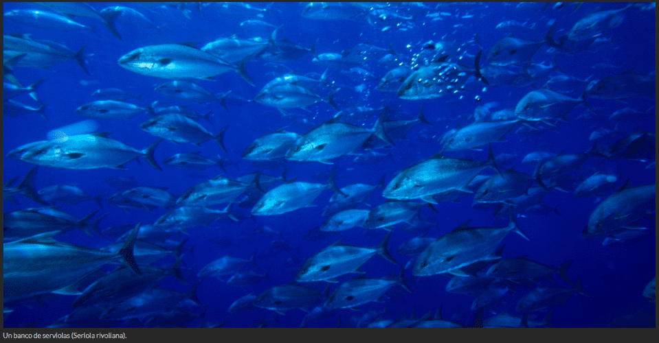 Oceana celebra la recuperación de las pesquerías de la UE