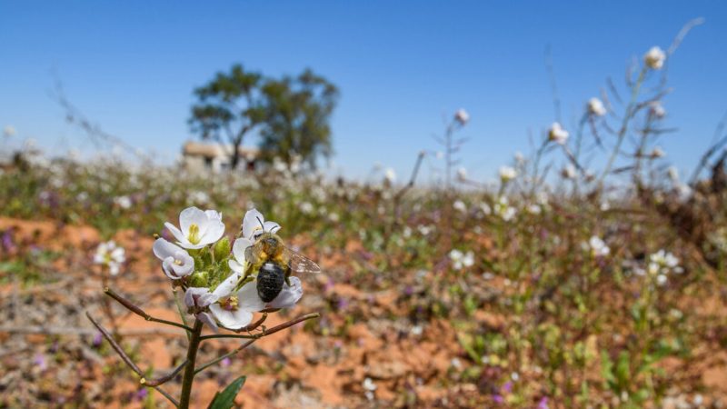 Carencias de la Ley de Restauración de la Naturaleza