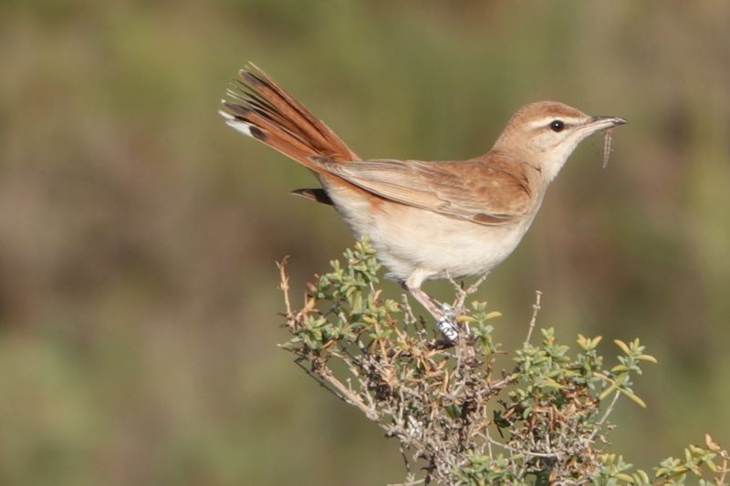 ANSE pide medidas urgentes para evitar la extinción del alzacola