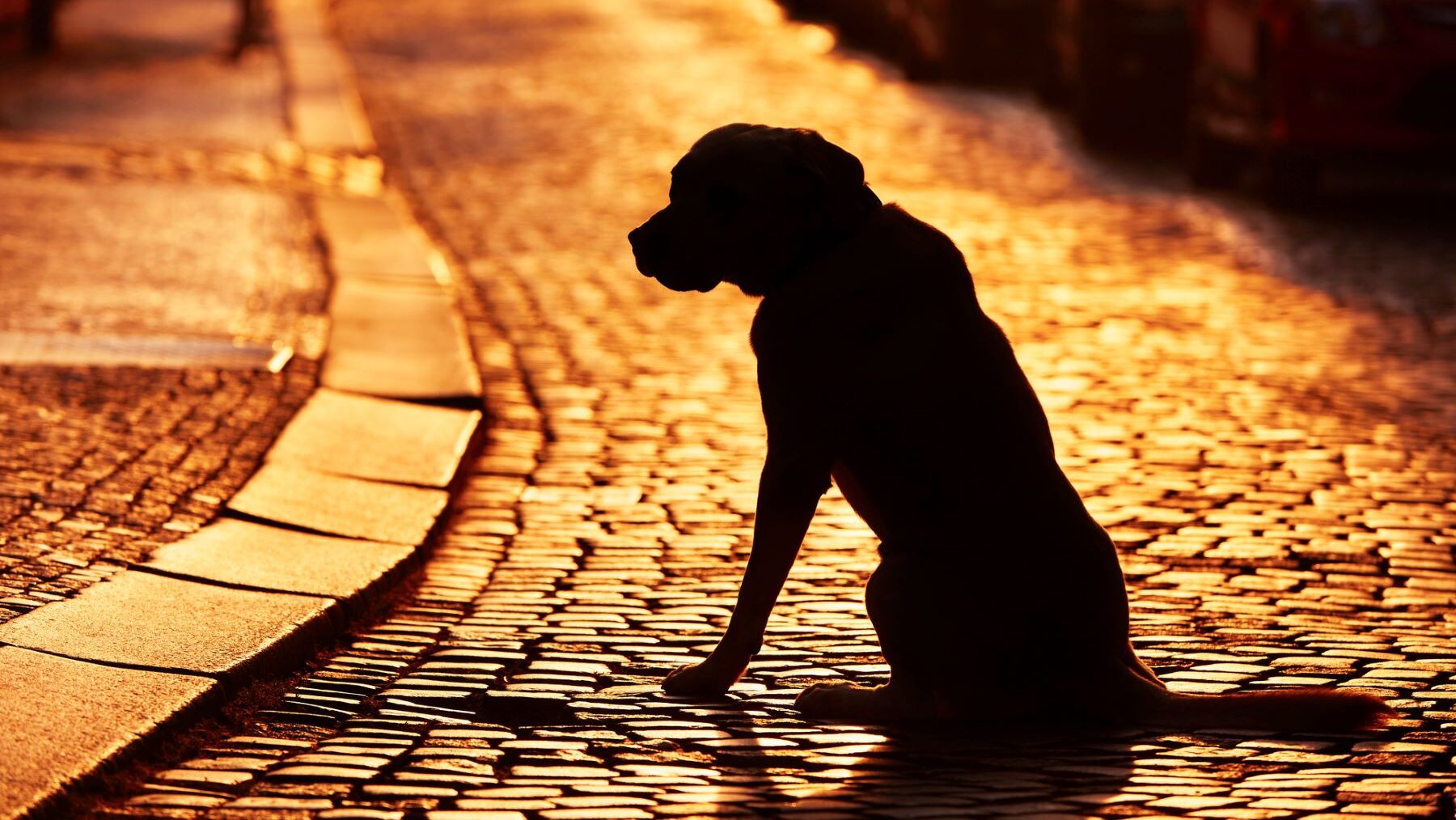 abandono de mascotas