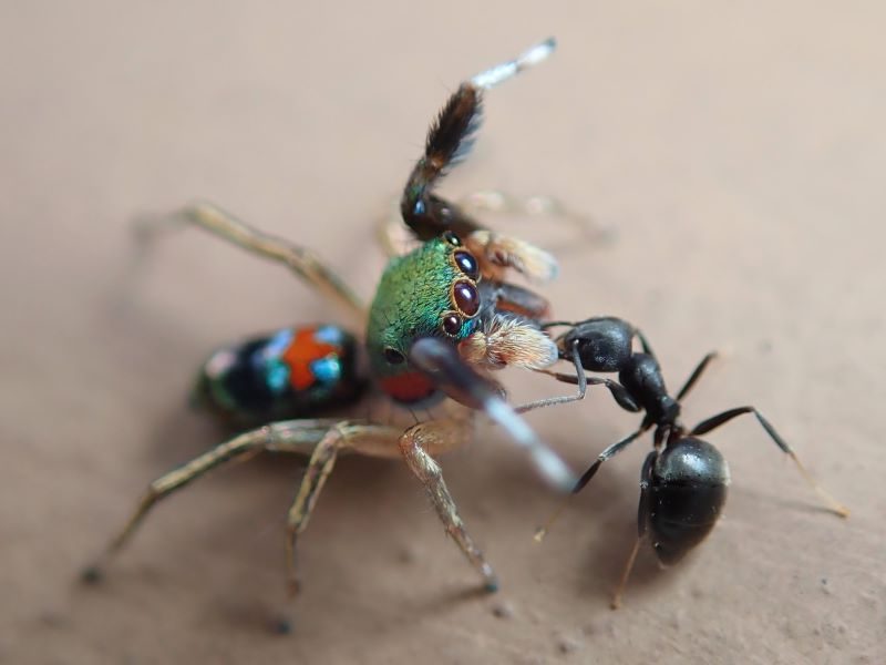 El mimetismo imperfecto de la araña que imita a la hormiga