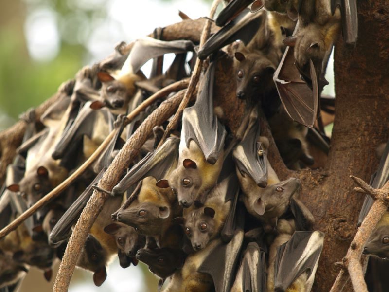 Si este murciélago desaparece, África cambiaría para siempre