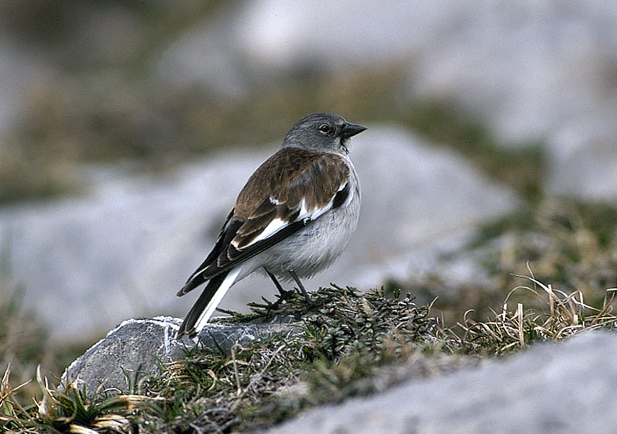 Censo de aves de alta montaña 2023