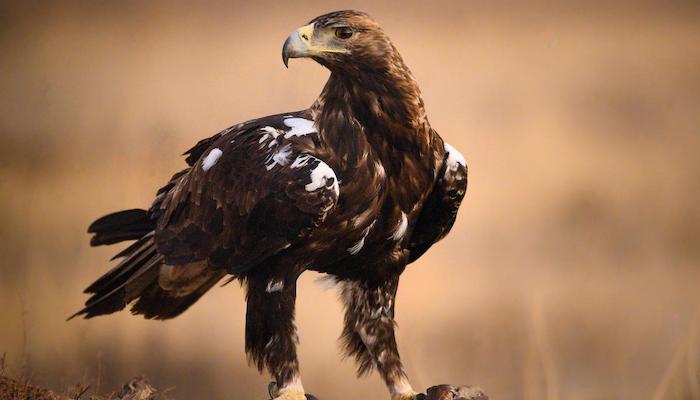 Falta de protección del Milano Real y Águila Imperial en Doñana