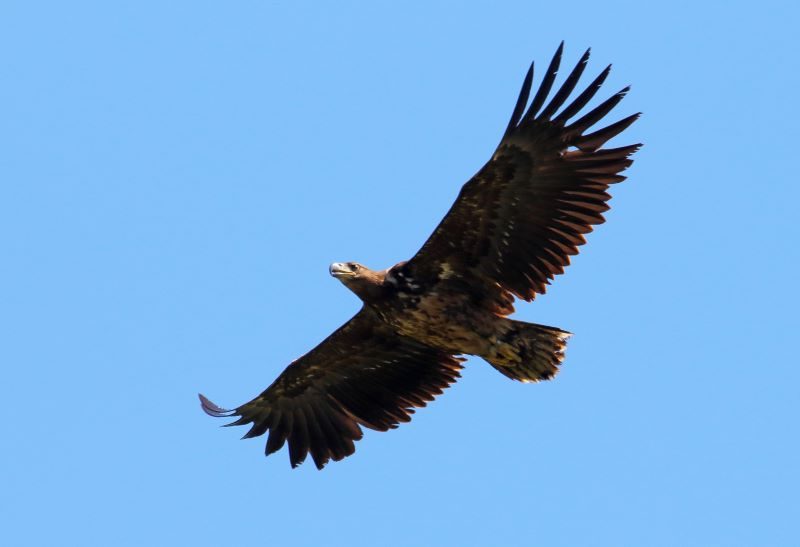 El Proyecto Pigargo continúa tras 2 años de trabajo