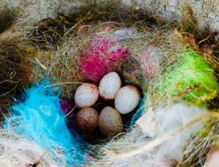 Los pájaros señalizan sus nidos con basura humana
